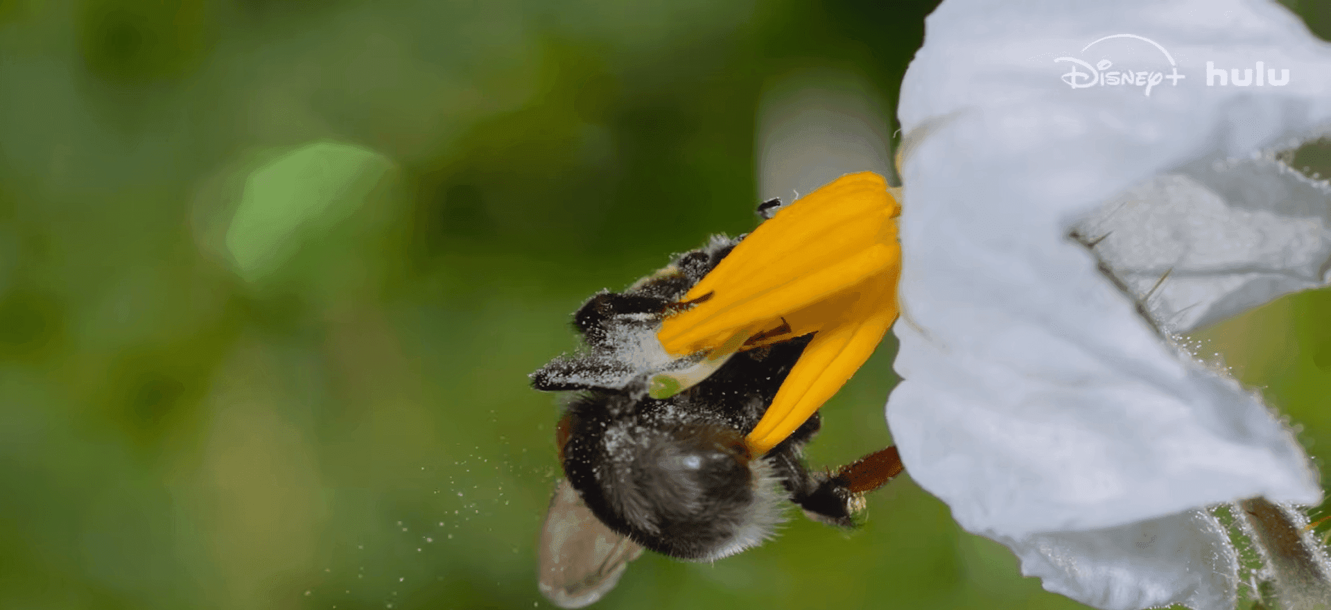 Segredos das Abelhas revela comportamentos nunca antes filmados